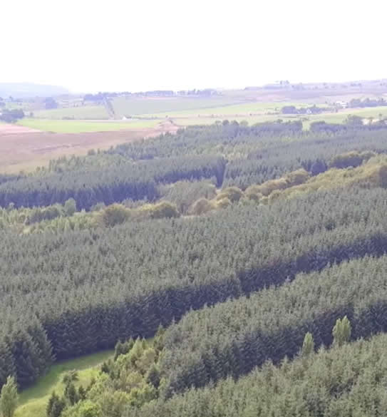 Drone forestry filming